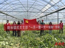 桃林镇：暖心党建促振兴，田间地头践初心