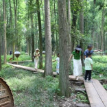 【第四届湖南旅游发展大会】君山鸟语林：百鸟齐鸣迎盛会 生态画卷展新篇