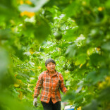 湖南道县：蔬菜俏销大湾区（组图）