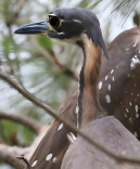 曾被认为已灭绝！只在英国有一副标本，湖南一村民在鸭棚中发现
