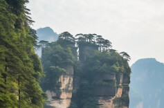 一花一果一世界 天子山下好耕田