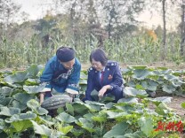 站在田埂上就和老百姓的心贴的更近了 —记湘西州税务局乡村振兴工作队驻花垣县马鞍村第一支书陆书平