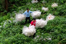 会同青朗七溪村的“绿色婚纱季”——淫羊藿种子采收现场宛如“林间婚礼”