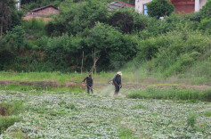 衡山县长江镇积极探索乡村振兴新路径，小小艾草成为群众增收致富“金叶子”