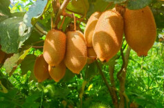 理论·智库头条丨立足湘西沃土，打造大学生“双创”生态链