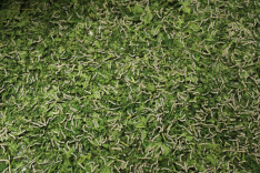 “湘”村振兴景正好 | 会同县广坪镇：种桑养蚕编织乡村振兴新“丝”路