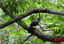 通道侗族自治县发现国家二级重点保护野生动物黑喉噪鹛