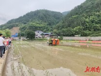 辰溪县：科技赋能农业生产，水稻机插机抛秧现场演示会掀起生产热潮