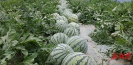 君山区许市镇高新村：首批西瓜上市 绘就乡村振兴“丰”景