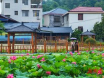 四方井荷韵：荷香满塘，静享夏日