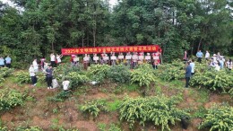 汝城：瑶乡金银花采摘忙