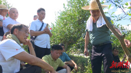 辰溪县：油茶技术培训进山间  助力农户增产增收   