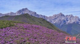 抓喜秀龙草原喜提夏日“限定紫色皮肤”