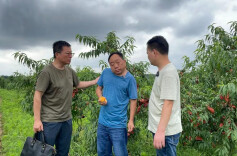 助农助残，急！岳阳县百亩黄桃待摘，恳请您的帮助！