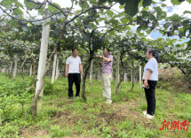 永顺县：水肥一体赋能猕猴桃产业提质增效