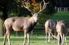 麋鹿回归中国40周年湖南主场活动岳阳启动