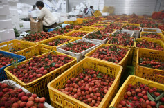 荔枝丰年“高价快递”引不满