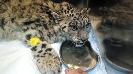 一只小雪豹的新生之路