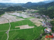 农田处处染新绿 制种水稻移栽忙