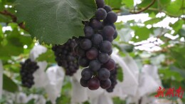 【福地怀化·康养季】果天下生态农庄迎来夏季水果采摘期  游客尽享田园乐趣