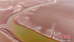 山东东营：黄河入海口湿地现“潮汐树”景观