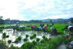 会同县坪村镇5200亩水稻制种插秧正当时 田园画卷勾勒农耕新景