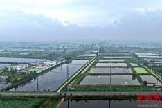 六月黄，来自大通湖盛夏的“蟹”礼