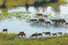 深度｜麋鹿回归中国四十载生态启示录：漂泊百年 “神兽”归来