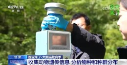 野生大熊猫有多少？种群如何分布？科研团队实地探秘