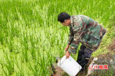 万尾鱼苗跃碧浪 千亩稻垄绘新章——湘西州委统战部驻村工作队赋能榔木溪村“鱼稻共生”产业