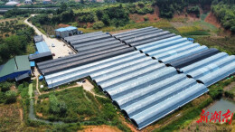 谢钊：“鳗”载振兴梦想 共做致富文章