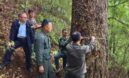 南山国家公园候选区发现大规模柔毛油杉群落