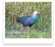 守护候鸟 绘就和谐共生画卷