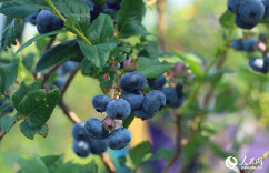 长沙望城：小蓝莓，大产业
