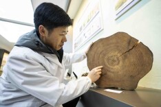 半月谈丨古树医生筑梦“枯木回春”