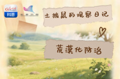 沙怪”被赶跑，一只土拨鼠的观察日记