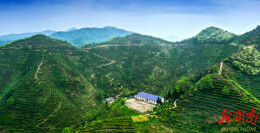 天梯茶山上的岩韵花香