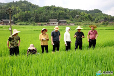 抢农时减损失 农技人员田间地头开“粮方”