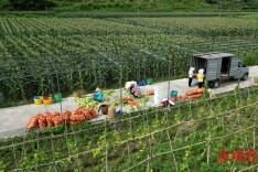 “玉”见好“丰”景  万佛山镇玉米喜迎丰收