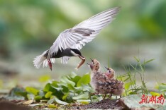 又到洞庭飞鸥时