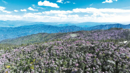 树木传奇 | 山巅的花语：老君山高山杜鹃