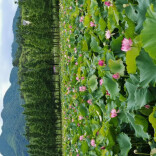 湖湘地理：登上长株潭之巅，“妈，你的荷花头像可以换了”