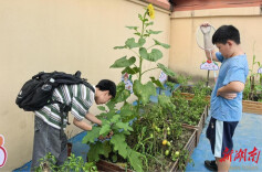 教师手记丨一株向日葵的告白