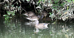 福地怀化 · 生态会同 | 鸳鸯再现湖南鹰嘴界 鸟妈妈带十雏溪中避暑