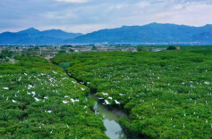 瞭望 | 调动红树林保护积极性