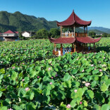 溆浦县水东镇刘家渡村：满塘荷韵醉游人