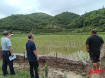 永顺县农业农村局全力开展灾后农业生产指导工作