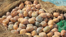 汉寿：万亩南瓜丰收 喜迎八方客商