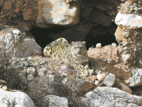 雪山之巅的王者——雪豹