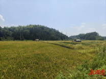 临湘市江南镇：万亩早稻收割忙 “双抢”奏响丰收曲